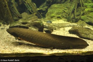 Bahník australský  (Neoceratodus forsteri), 400 milionů let stará nozdratá ryba. Tzv. živá fosilie jíž současná existence žaber i plicního vaku umožňuje přežít ve vodě chudé na kyslík; díky primitivnímu plicnímu orgánu, který se vyvinul z plynového měchýře, vydrží několik dní bez vody. Z cyklu "Co se v Národním muzeu nedozvíte".
